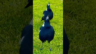 Magpie singing duo australian magpie sounds agt birds [upl. by Enilauqcaj151]