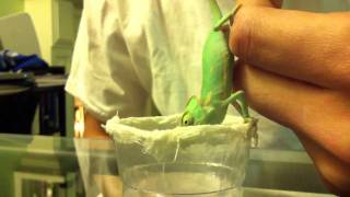 Hand fed baby chameleon [upl. by Zarla853]