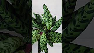 Calathea Lancifolia [upl. by Anazraf]