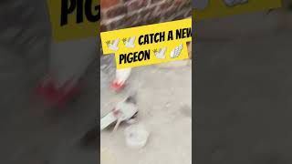 Catch a new pigeon🕊️🕊️🥰🥰🥰subscribe pigeonlove [upl. by Lorimer]