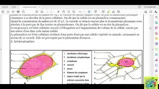Partie 02 absorption de leau et les sels minéraux chez les plantes chlorophylliennes osmose [upl. by Nomolas350]