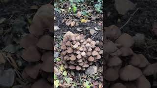 Fungi  Hidden in Plain Sight nature forest shorts travel [upl. by Day536]