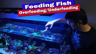 How much to feed fish tank  Are you overfeeding or underfeeding [upl. by Ayerim]