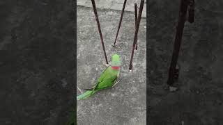 Rikiya ke papa comedy funny bhojpuri song news parrot tmkocfunnymoments [upl. by Varien]