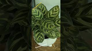 Calathea plant Calathea makoyana peacock plantcalatheaIndoor plants Lucknow Nursery [upl. by Martguerita463]