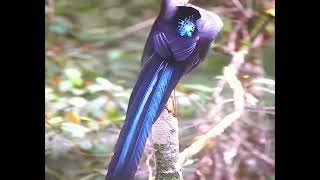 Natures Dance Spectacular Bird Dance Routines in the Wild [upl. by Maxine]