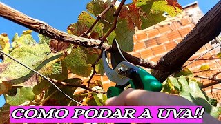 APRENDA A PODAR UM PÉ DE UVA NO QUINTAL  DICAS SUPER SIMPLES E FÁCEIS [upl. by Perkoff]