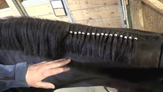 How To Band Your Horses Mane for Western Classes [upl. by Fritze]