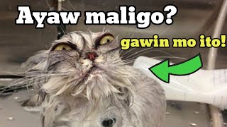 ITO ANG TAMANG PAGPAPALIGO SA PUSA  TIPS PARA SA MATAGUMPAY NA PAGPAPALIGO SA PUSA [upl. by Ellicul]