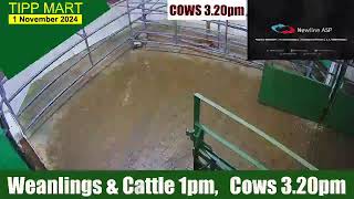 TIPPERARY TOWN MART 1 Nov 2024 Calves Cattle amp cows [upl. by Ilajna]