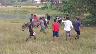 ☆☆ bullfight goa ☆☆ traditional bullfight ☆☆ India Goa ☆☆ [upl. by Anegroeg780]