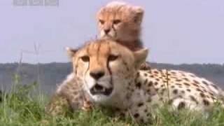 Cheetahs vs Gemsbok  National Geographic [upl. by Tabina571]