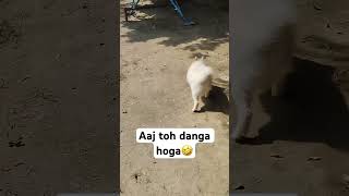 Aaj toh khub pitai hogi💪🏻🐶sky doglover love cute funnyshorts shorts [upl. by Yorled]