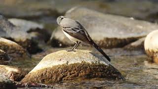 Bergeronnette grise la toilette sur la rivière le Ger [upl. by Elihu]