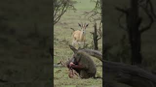 A male baboon consumes a newborn gazelle as the mother gazelle watches helplesslywildlife nature [upl. by Kenay645]