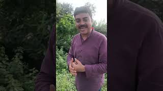 Agnimantha Plant Agnimantha AyurvedicHerbs HerbalMedicine NaturalRemedies [upl. by Briny450]