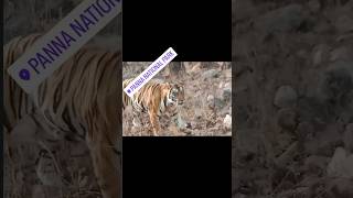 Tiger in panna national park tigero youtube animals trending nature subscribe shorts [upl. by Nerwal412]