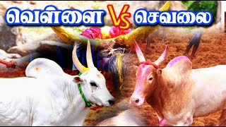 வெள்ளை Vs செவலை மரண மாஸ் ஆட்டம்  ஒருத்தன் கூட பக்கத்துல வரல செம்ம ஆட்டம் Tamilan Trending [upl. by Suiremed]