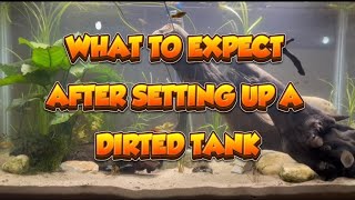 WHAT TO EXPECT AFTER SETTING UP A DIRTED TANK [upl. by Rawden395]