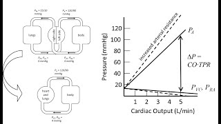 Pressures Flows amp Volumes in the Cardiovascular System [upl. by Leal]