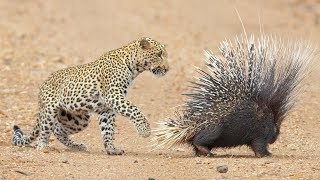 Leopard Takes On And Fights Porcupine [upl. by Autumn]