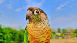 Beautiful birds singing loudly in the morning  Yellow sided conure sounds [upl. by Iramat]