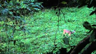 Toxic Broadhead deer kill 2 [upl. by Gabrielli]