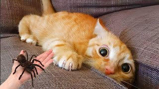 Videos De Risa de Animales 2023  Los Mejores Videos de Gatos Graciosos 4  Cмешные Bидео Kоты [upl. by Wesa721]