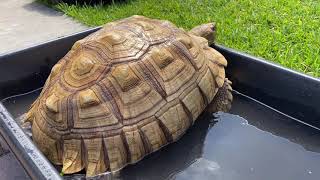 How to soak your adult Sulcata tortoise Why it’s important to soak tortoises in general And more [upl. by Donal846]