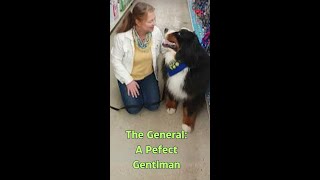 AKC Bernese Mountain Dog The Perfect Gentle Giant  Unleashing Good Canine Citizen Obedience full [upl. by Sirrot]