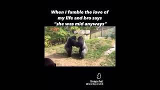 Best gorilla fight ever [upl. by Idoc]