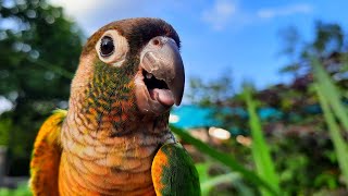 Chirping Conure Bird sounds Green Cheek Conure singing in the morning To day [upl. by Agata]