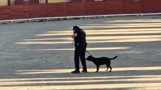 Jornada portes obertes policia local pel seu 150 aniversari unitats canines 3 de 3 Vinaròs News [upl. by Lahey68]