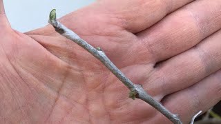 Seedling Cherimoya grafting video I’ve had a very nice surprise  Atemoya Geffner [upl. by Meehan867]