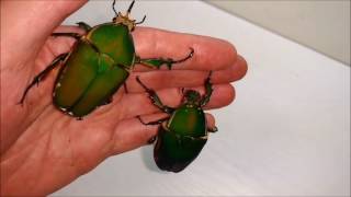 Mecynorrhina torquata immaculicollis pair on the hand close up video [upl. by Trevah]