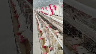 Check male amp female bird  short✅shortvideo poultrybusiness yt [upl. by Cruce]