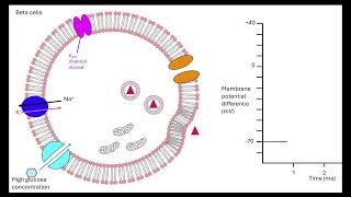 Insulin secretion OCR A ALevel Biology revision 514 Hormonal communication [upl. by Aleafar758]