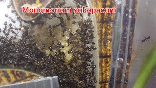 My Monomorium subopacum colony [upl. by Enoch669]