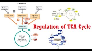 TCA Cycle Lecture 3 Amphibolic nature and Regulation [upl. by Bethena372]