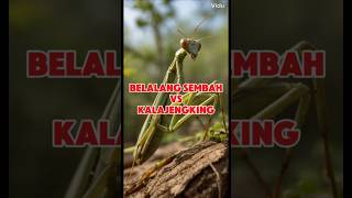 Belalang Sembah vs Kalajengking 🦂 faktaunik animalknowledge animals [upl. by Anayra763]