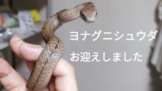 【お迎え】ヨナグニシュウダは荒すぎた！【Elaphe carinata】 [upl. by Barri]