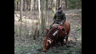 Zaklinacz byków z Rogóża cz1 Bull whisperer from Rogóż part 1 [upl. by Cooperman496]