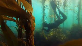 Freedive Tasmanias Giant Kelp [upl. by Mccollum]