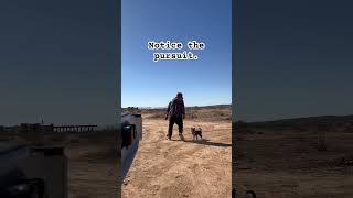 Six week puppy showing some moves dogs puppy cuteanimal puppie cutepuppy puppylife [upl. by Shaine286]