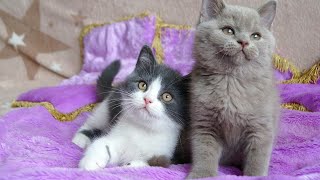 British Shorthair Kittens  Lilac and Blue bicolor [upl. by Eriam]