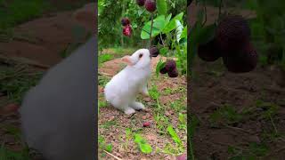 rabbit🐇 cute fruit [upl. by Karleen]