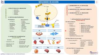 COLINÉRGICOS Y ANTICOLINÉRGICOS  SISTEMA AUTÓNOMO  NOTRERO13 [upl. by Consolata]