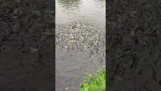 Many small fish are feeding together fish fishing shorts [upl. by Ahsiekel]