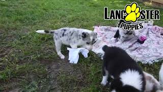 Family Friendly Anatolian Shepherd Hybrid Puppies [upl. by Avahc]