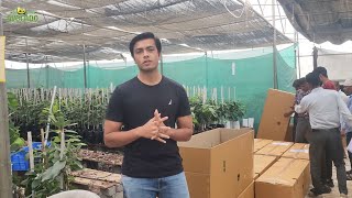 Avocado Farming In North Eastern India  6268643227  Indo Israel Avocado  Vlog 148 🥑 [upl. by Assennav]